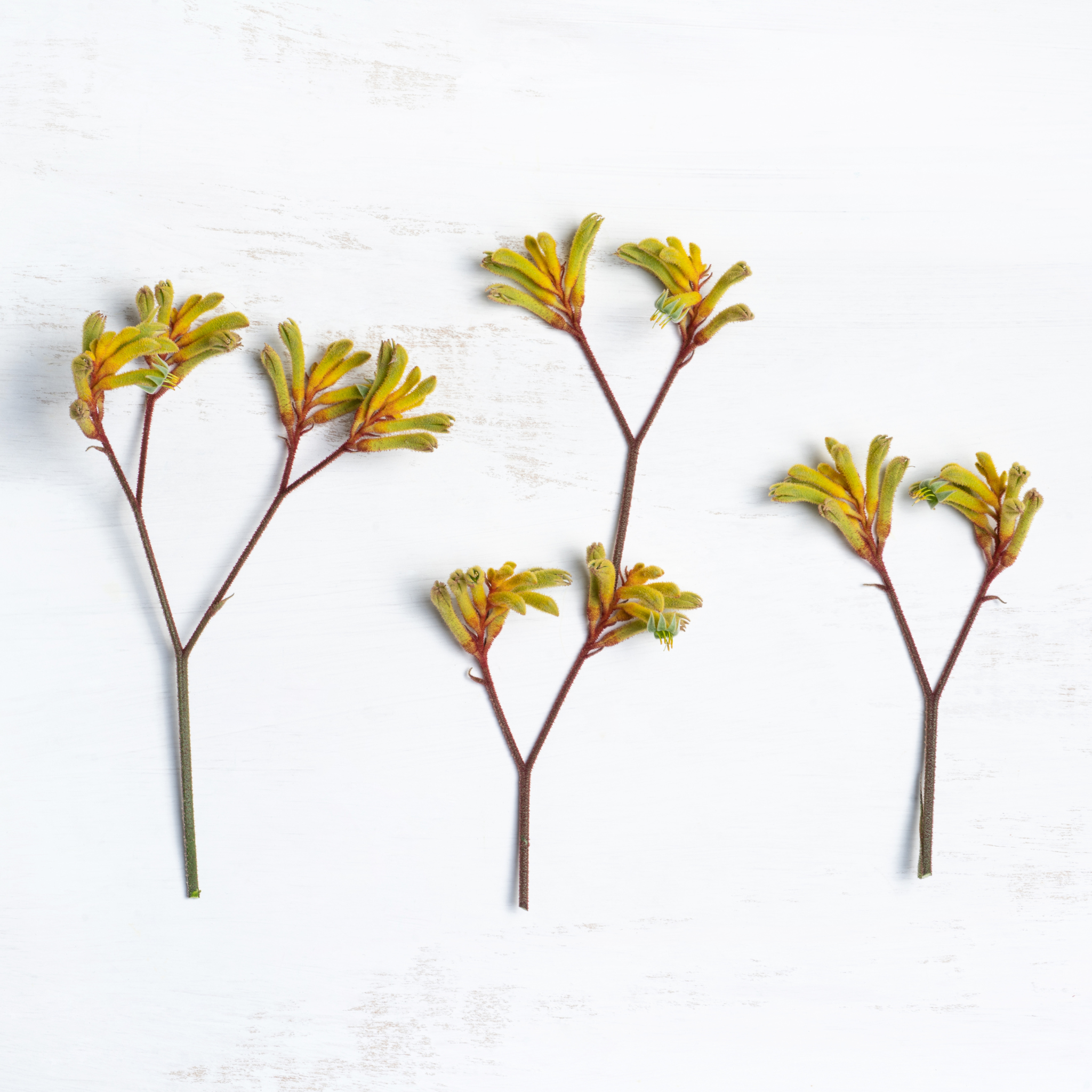 Kangaroo Paw Flower: Australia’s Vibrant Gift to Sensitive Skin