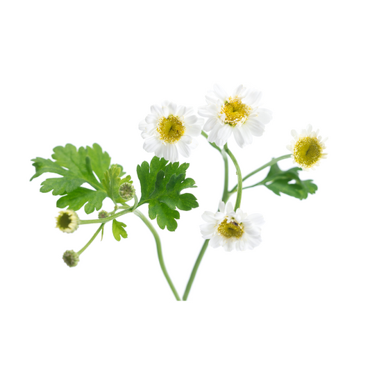 Beyond Soothing: Unique and Little-Known Benefits of Chamomilla Recutita Flower Oil in Baby Skincare